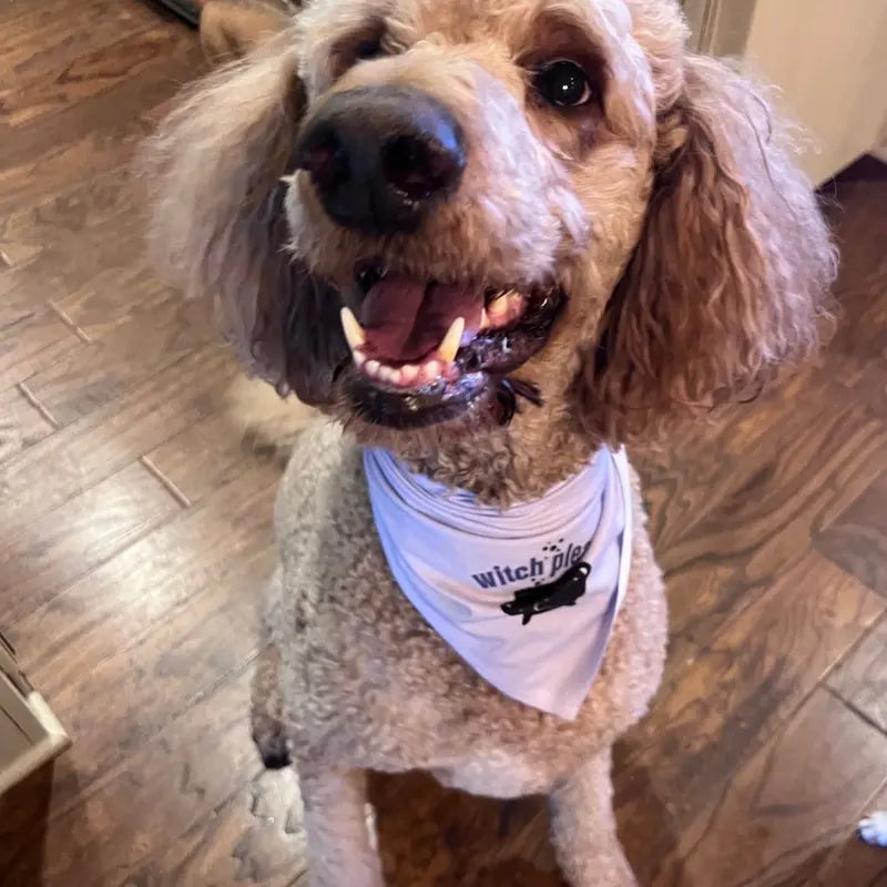 Witch Please One Size Fits All Dog Bandana
