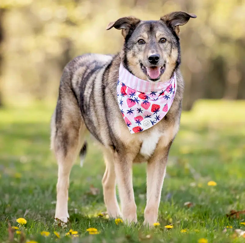 Berry Special Reversible Tie on Pet Bandana